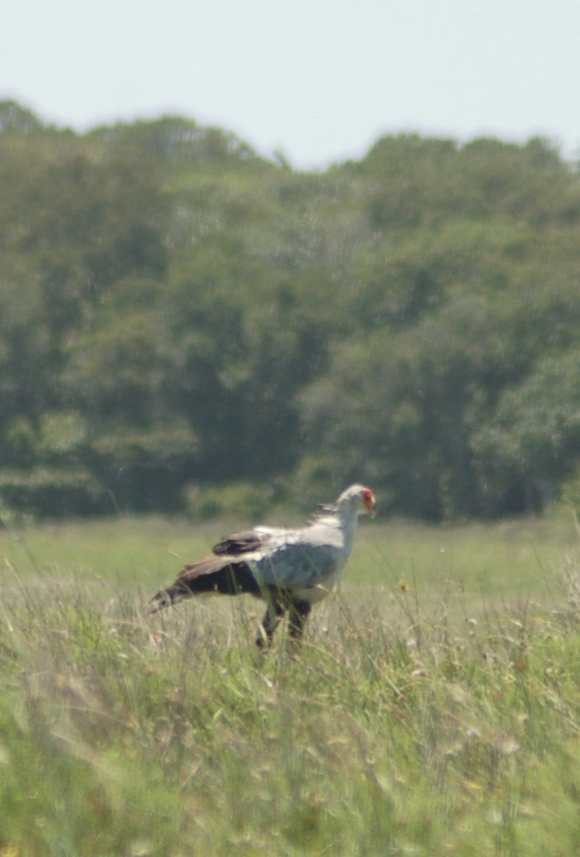 Secretarybird - ML638175034