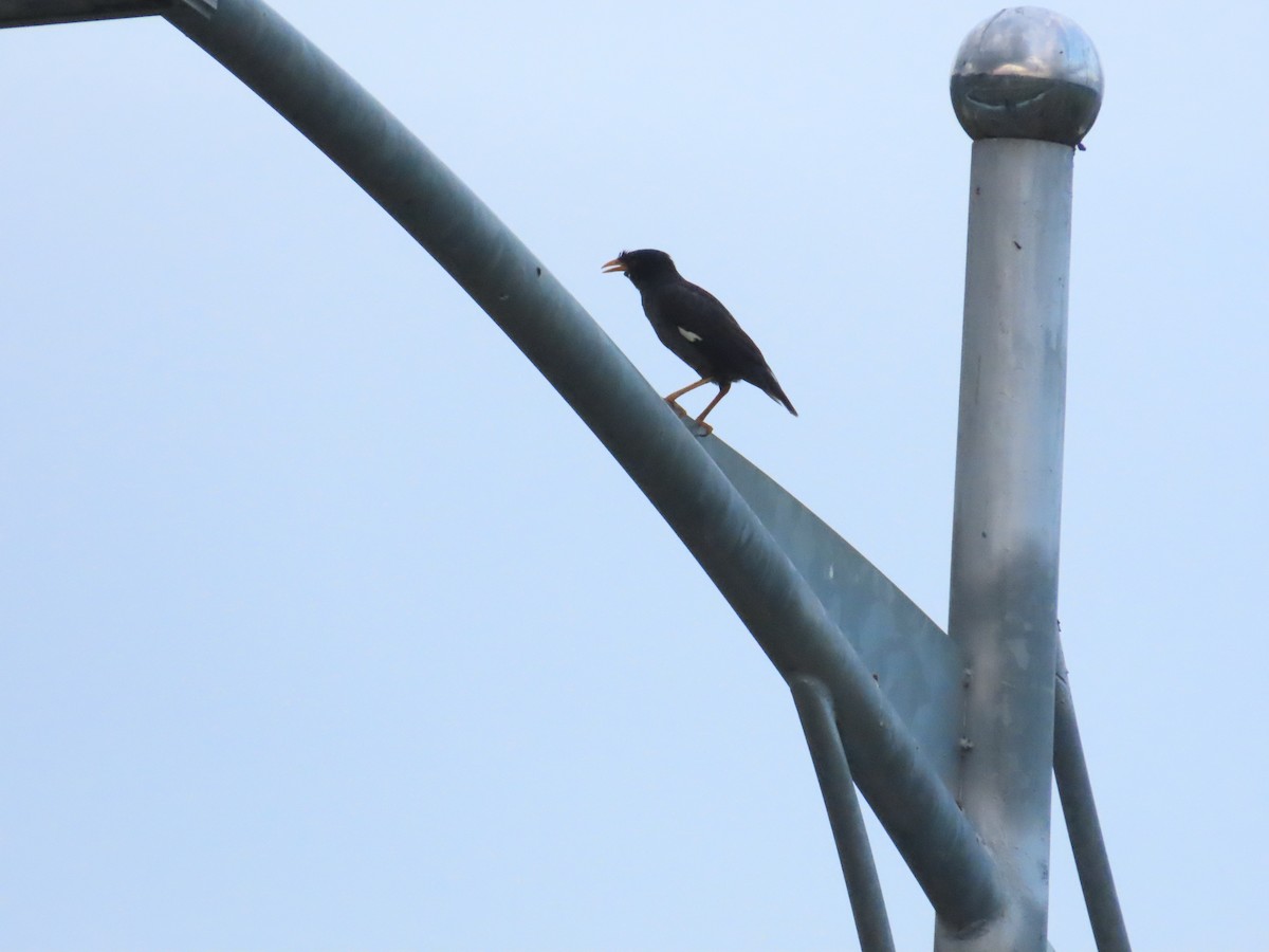 Javan Myna - ML638175037