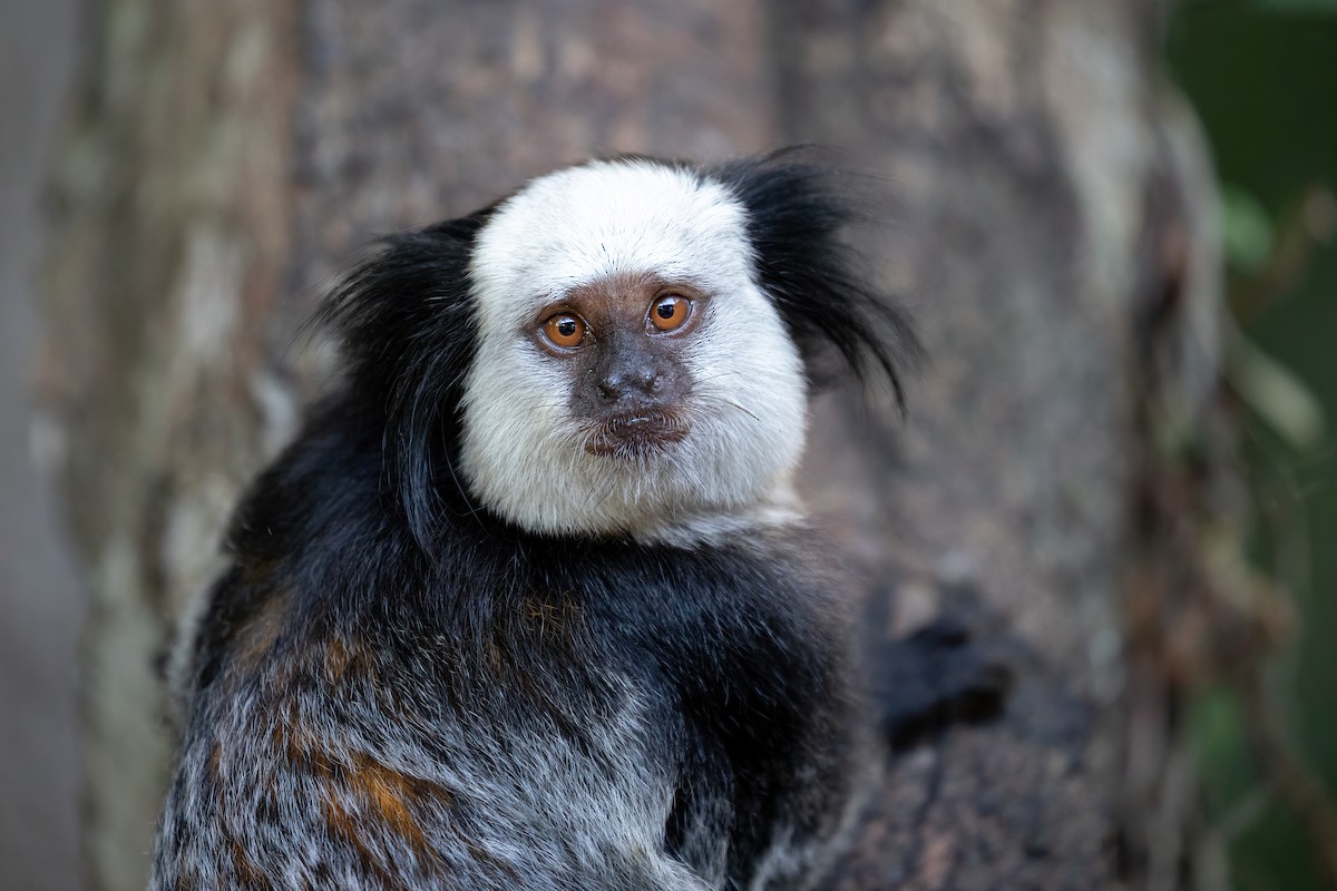 Geoffroy's Tufted-ear Marmoset - ML638175041