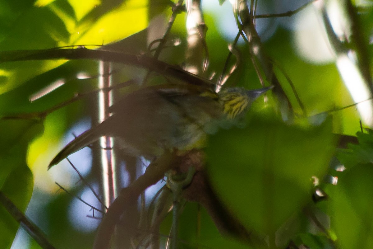 Pin-striped Tit-Babbler - ML638175072