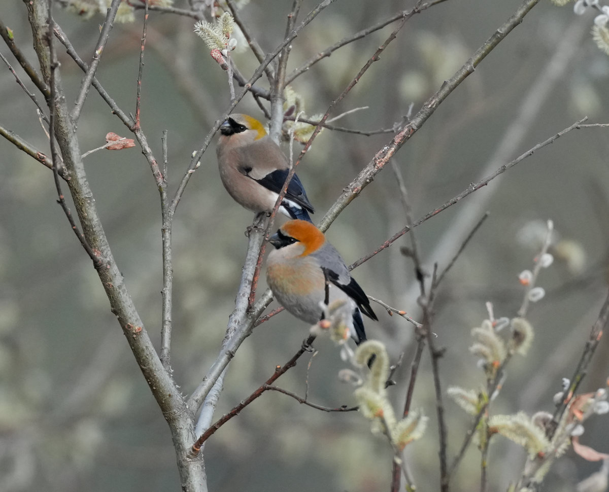 Red-headed Bullfinch - ML638175117