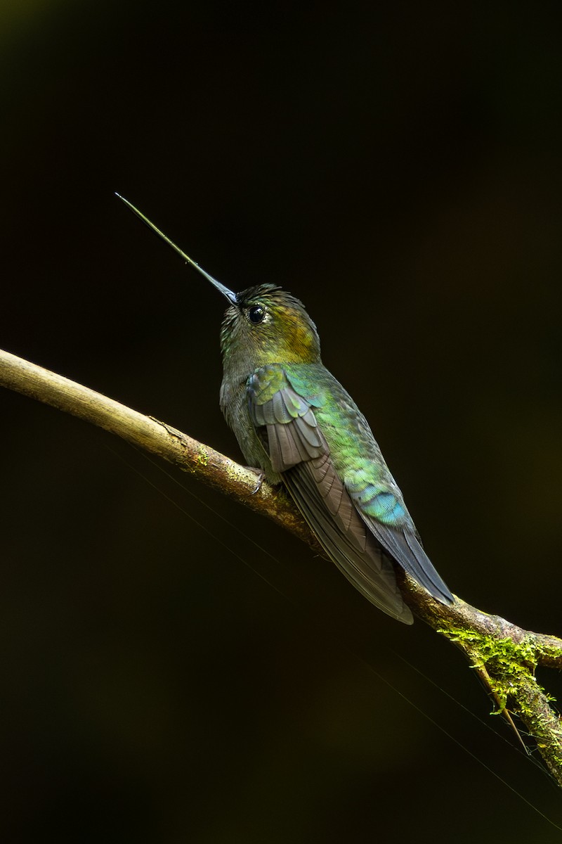 Green-fronted Lancebill - ML638175120