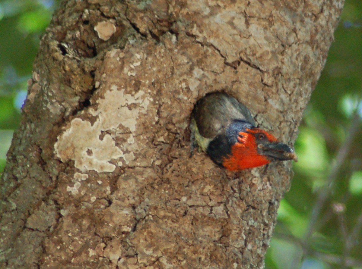 Black-collared Barbet - ML638175122