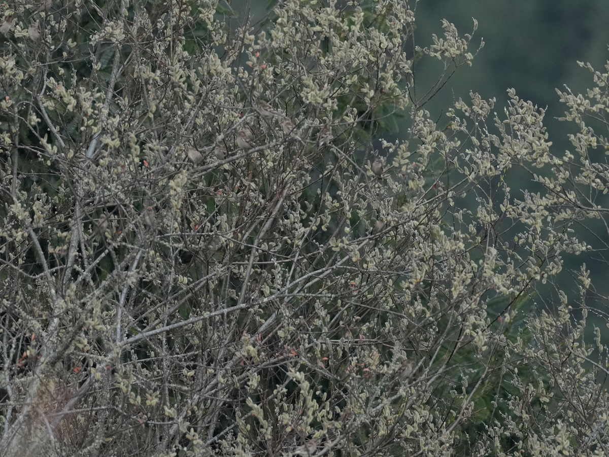 Plain Mountain Finch - ML638175123