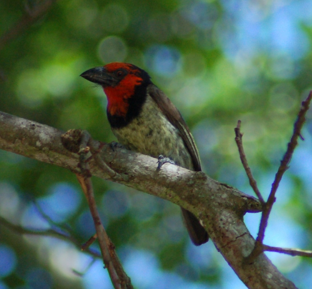 Black-collared Barbet - ML638175134