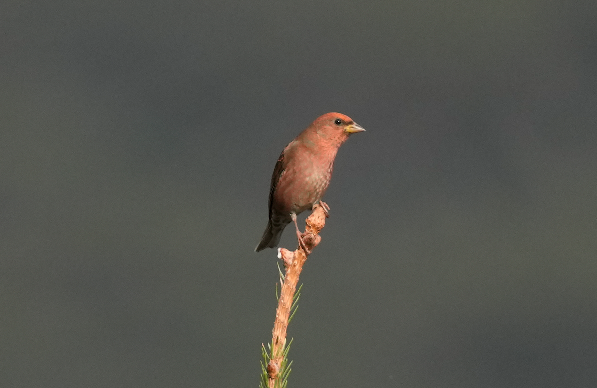Blanford's Rosefinch - ML638175143