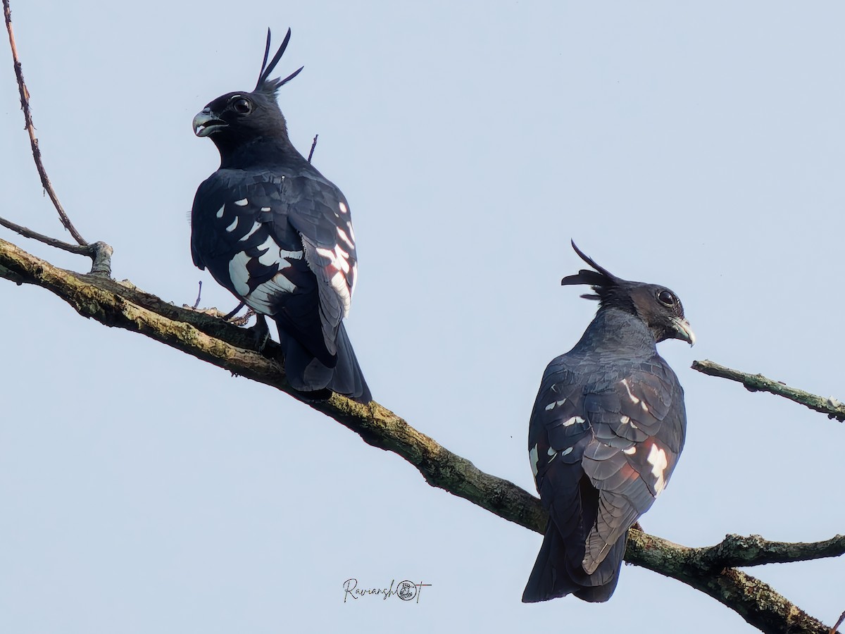 Black Baza - ML638175156