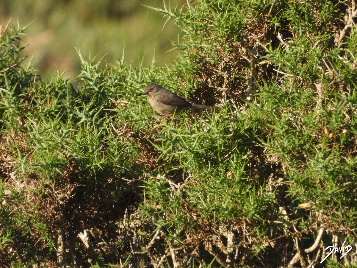 Dartford Warbler - ML638175176