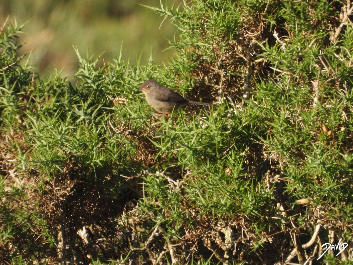 Dartford Warbler - ML638175177