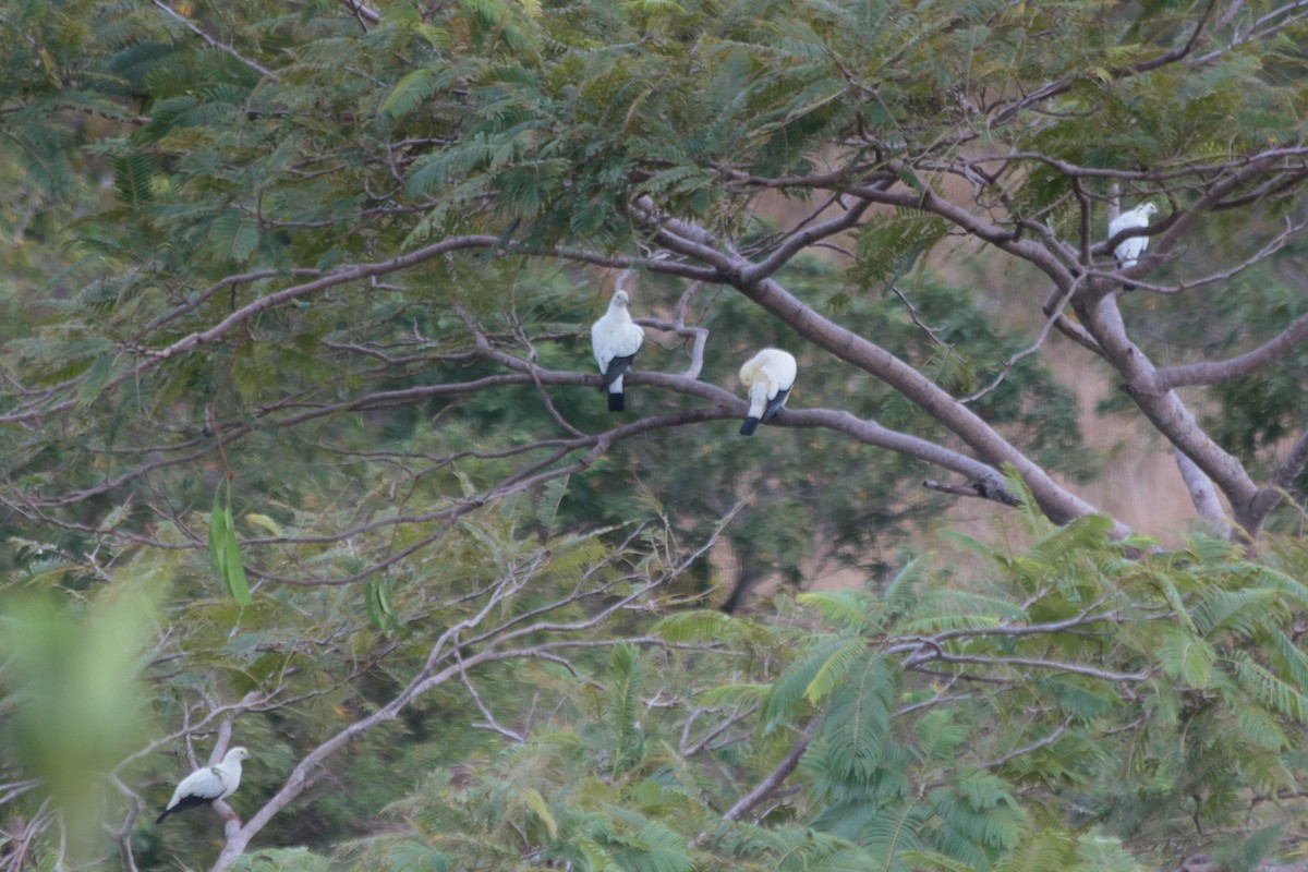 Pied Imperial-Pigeon - ML638175179