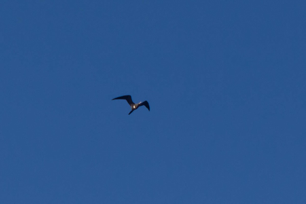 Lesser Frigatebird - ML638175180