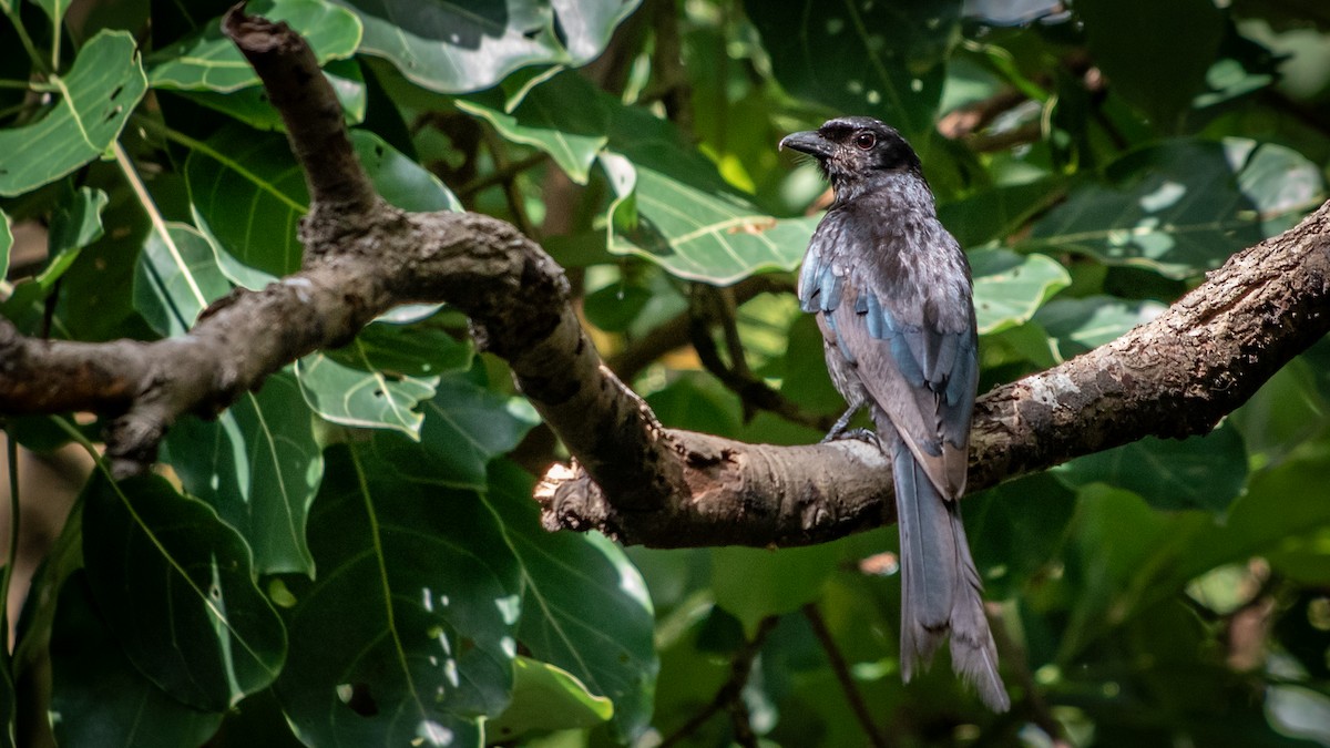 Crow-billed Drongo - ML638175205