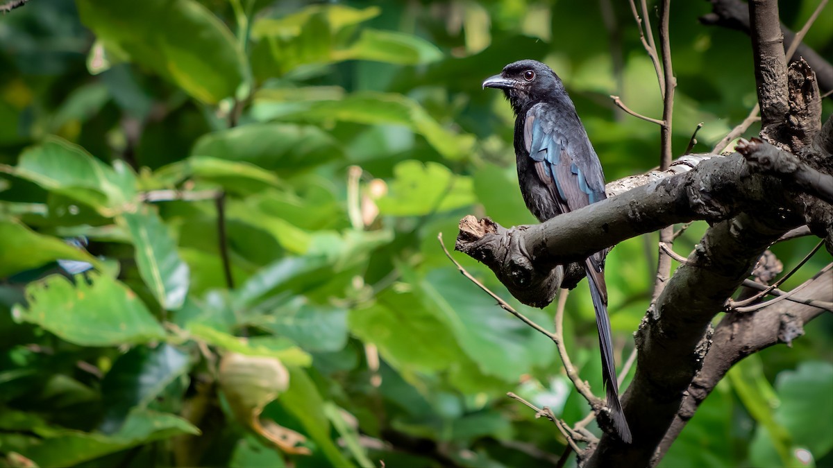 Crow-billed Drongo - ML638175207