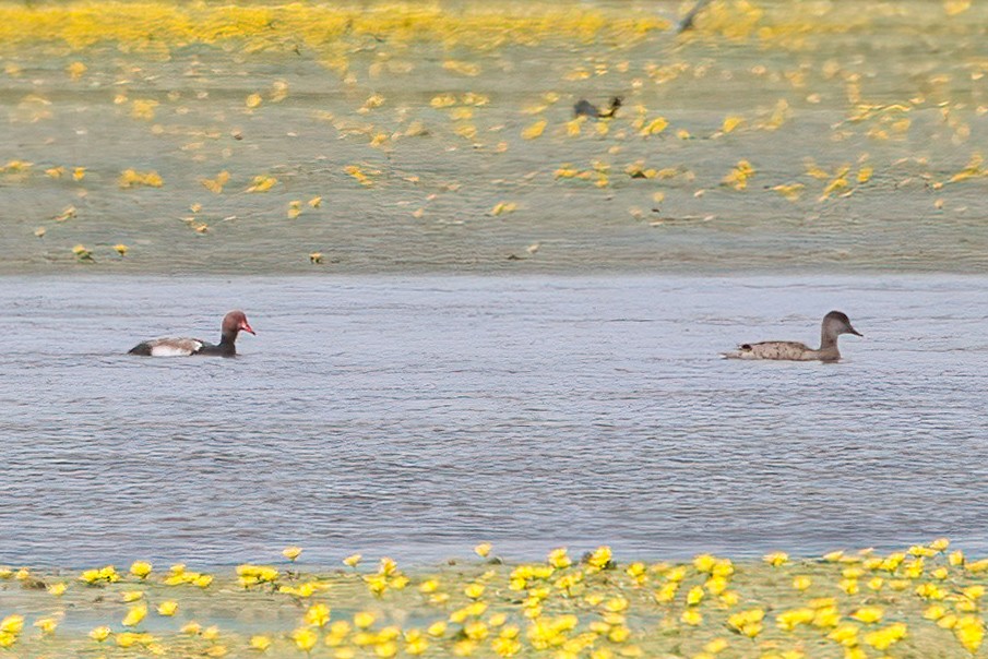 Red-crested Pochard - ML638175214