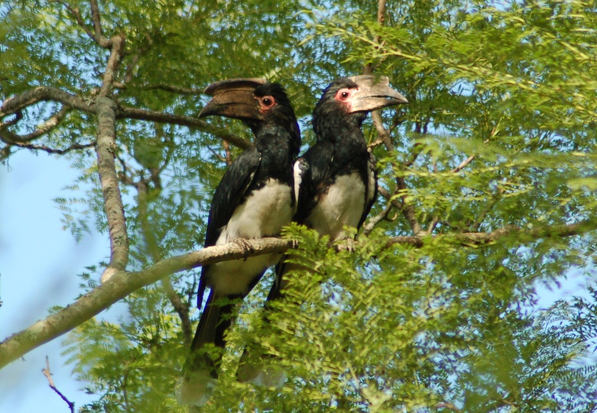 Trumpeter Hornbill - ML638175217
