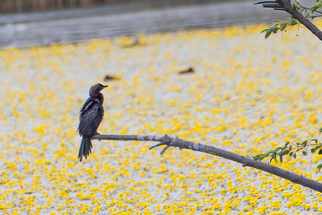 Pygmy Cormorant - ML638175218