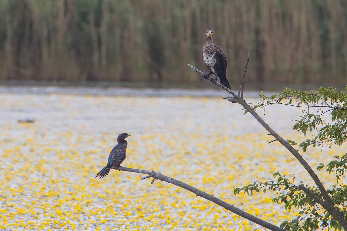 Pygmy Cormorant - ML638175220