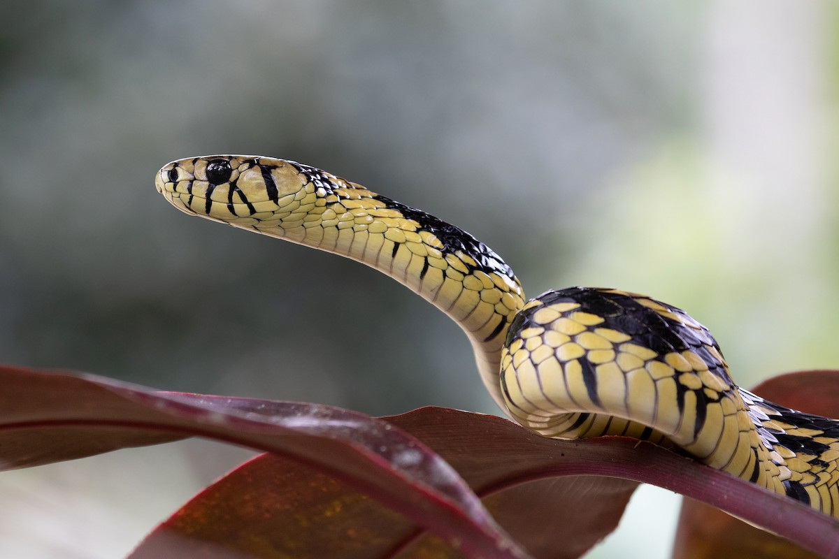 Chicken Snake - ML638175234