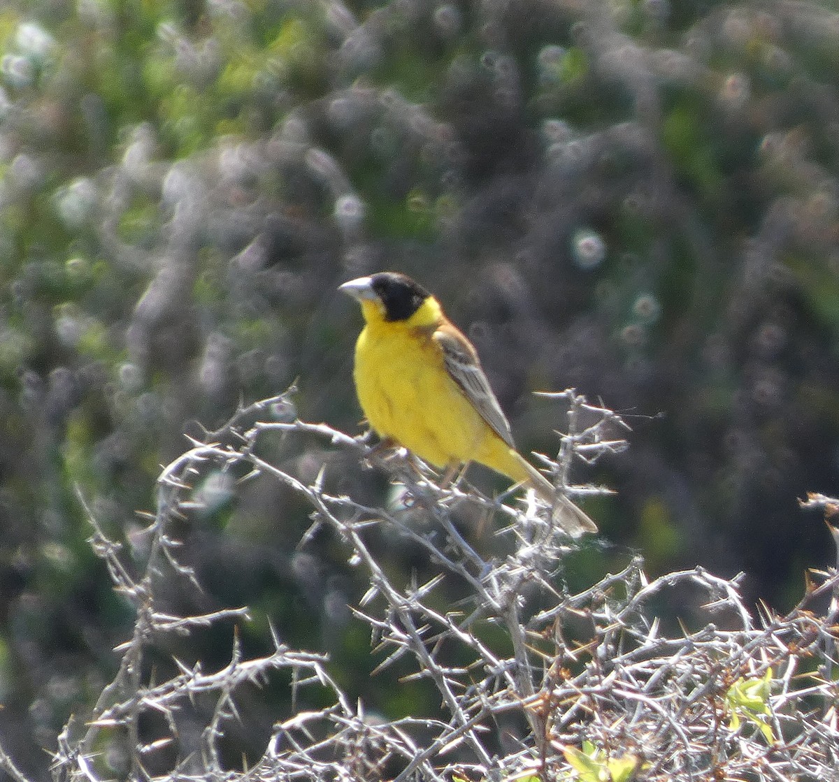 Black-headed Bunting - ML638175267