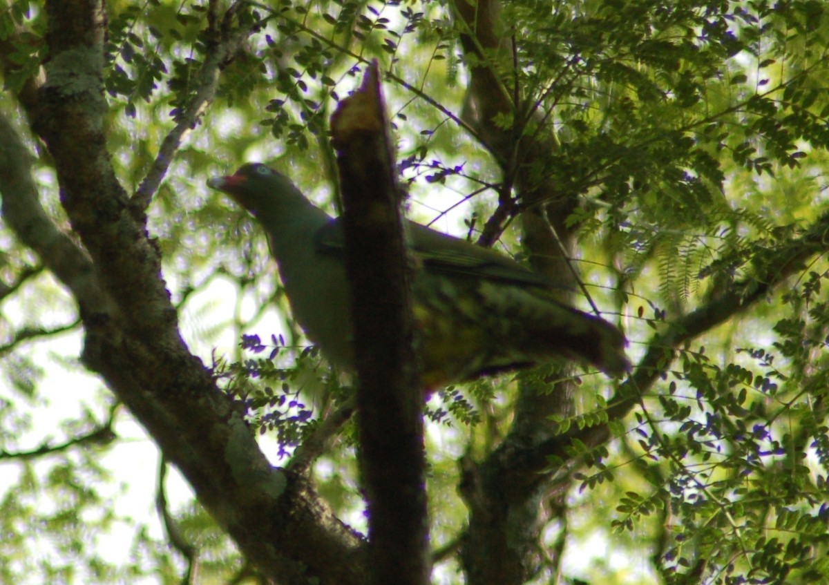 African Green-Pigeon - ML638175291