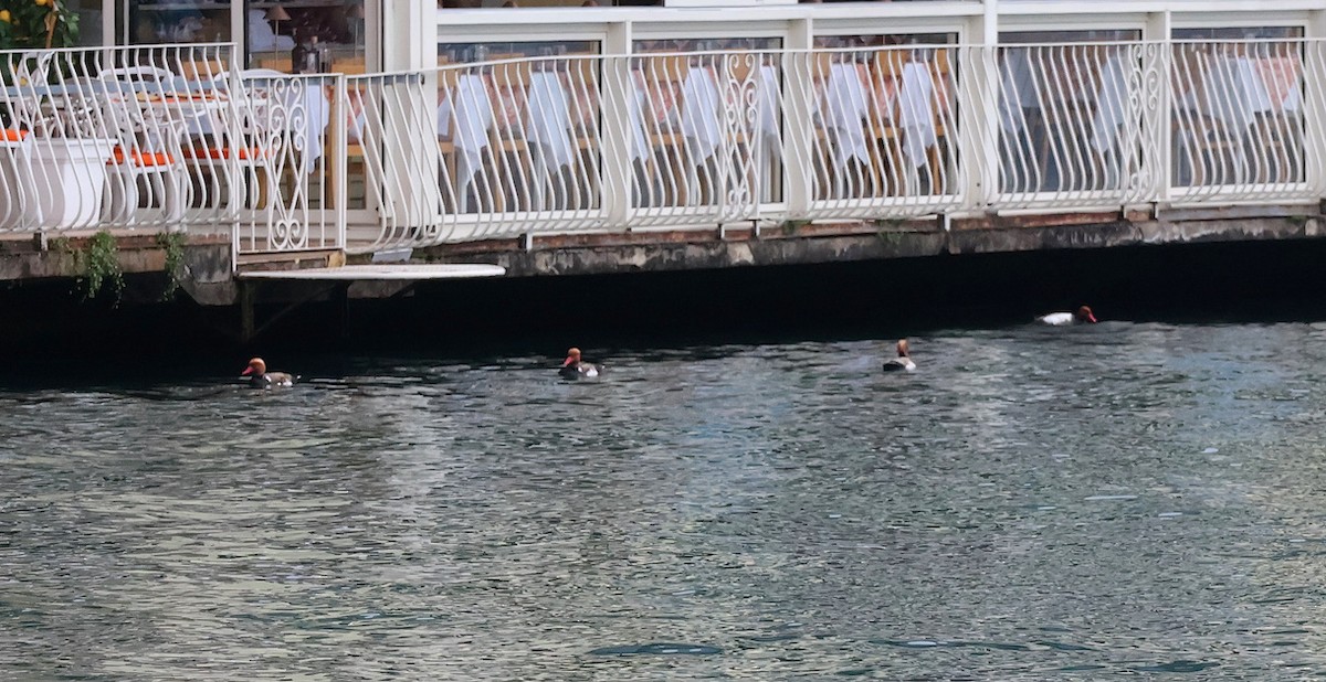 Red-crested Pochard - ML638175292