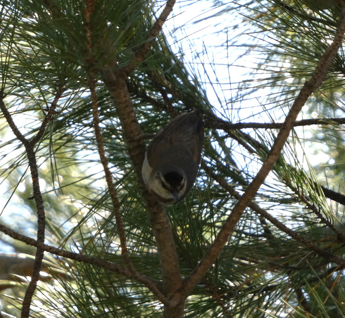 Krüper's Nuthatch - ML638175314