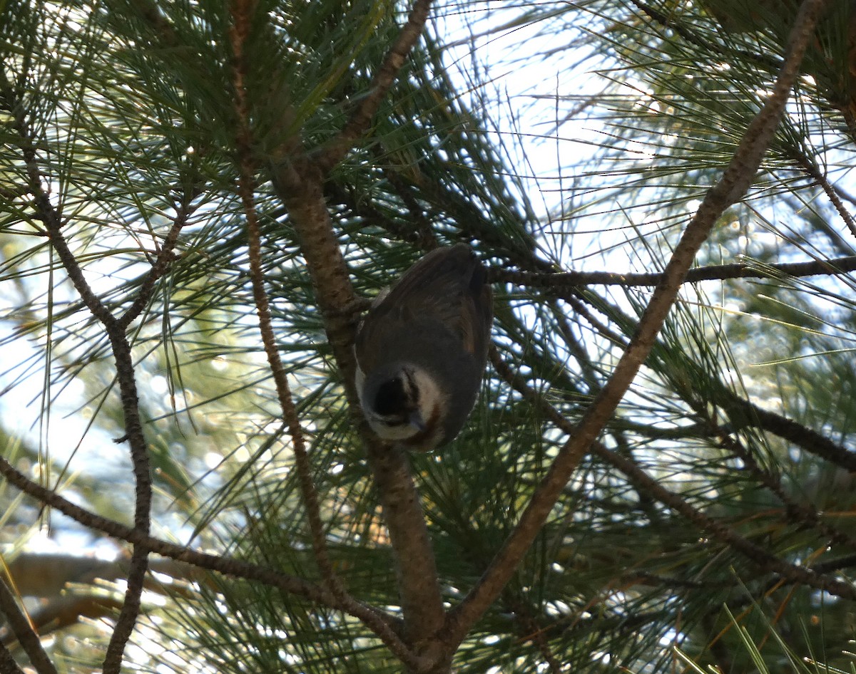 Krüper's Nuthatch - ML638175315
