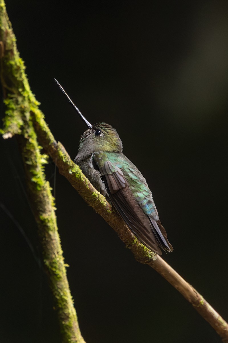 Green-fronted Lancebill - ML638175324