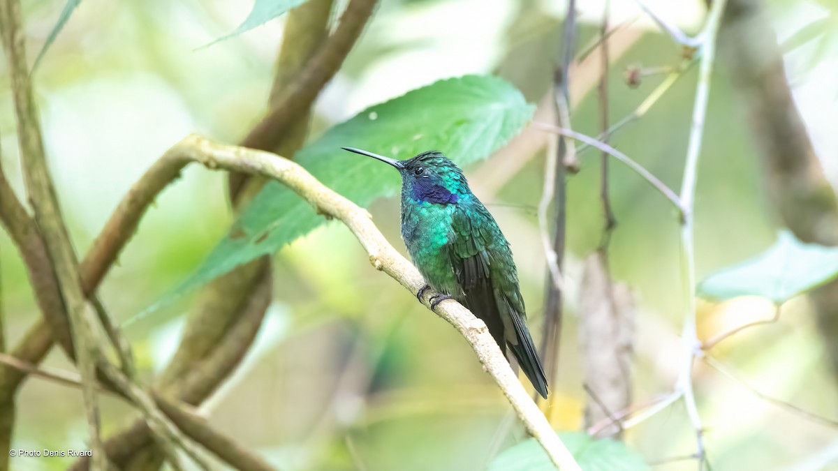 Lesser Violetear - ML638175331