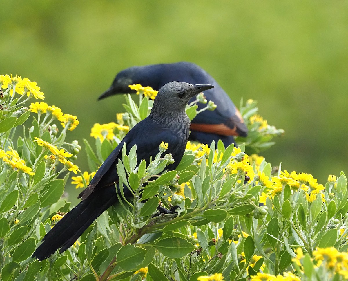 Red-winged Starling - ML638175348
