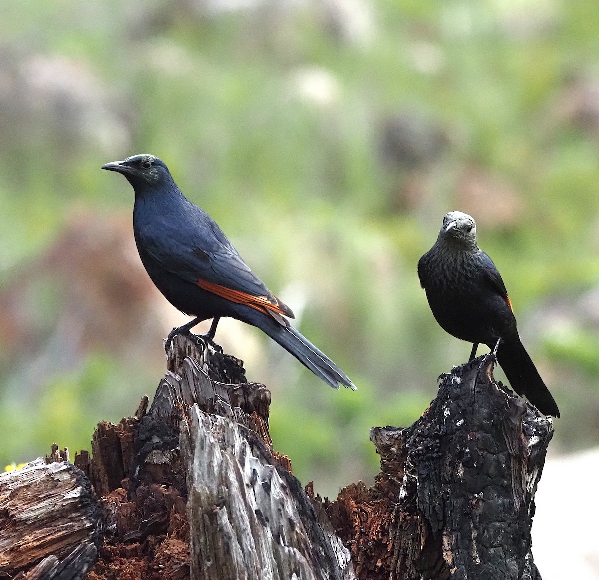 Red-winged Starling - ML638175349