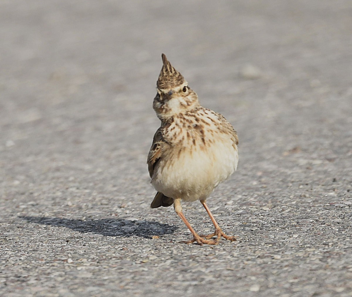 Crested Lark - ML638175367