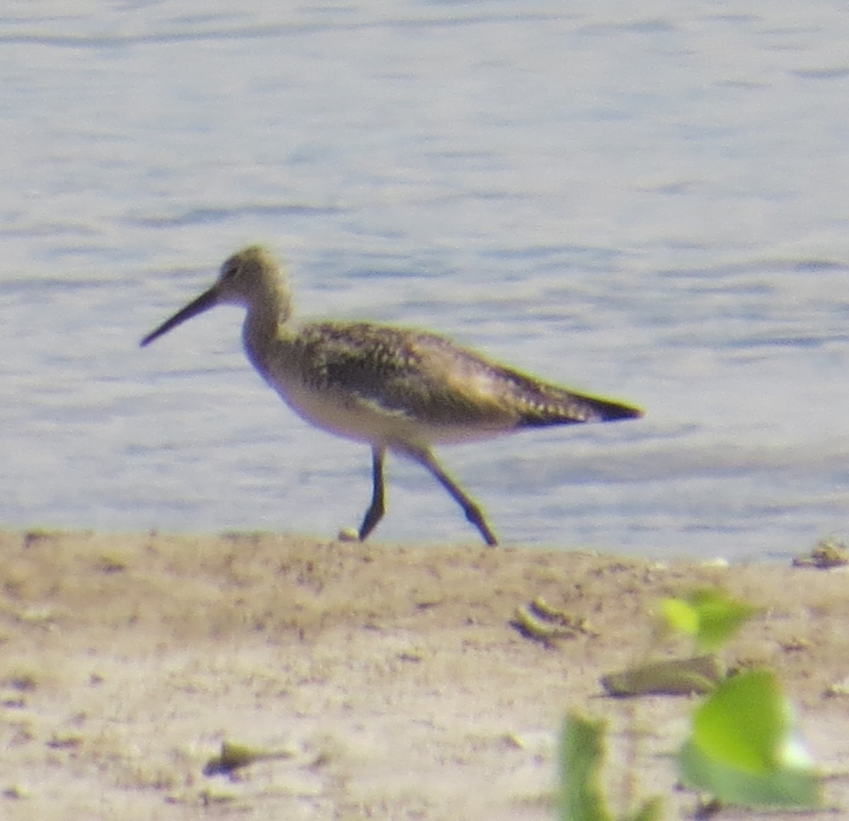 Willet - ML638175368