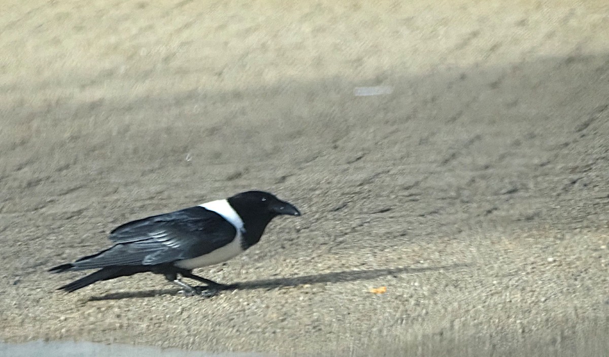 Pied Crow - ML638175372