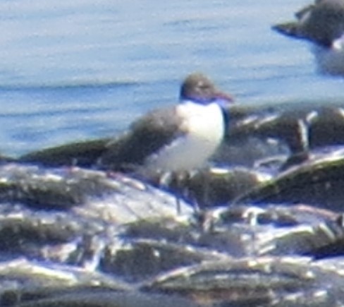 Laughing Gull - ML638175386
