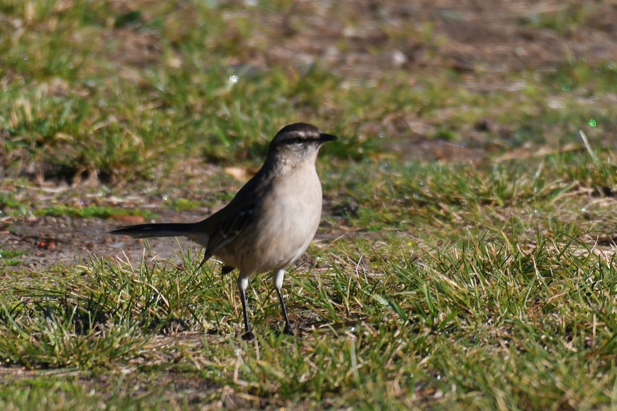 Chalk-browed Mockingbird - ML638175388