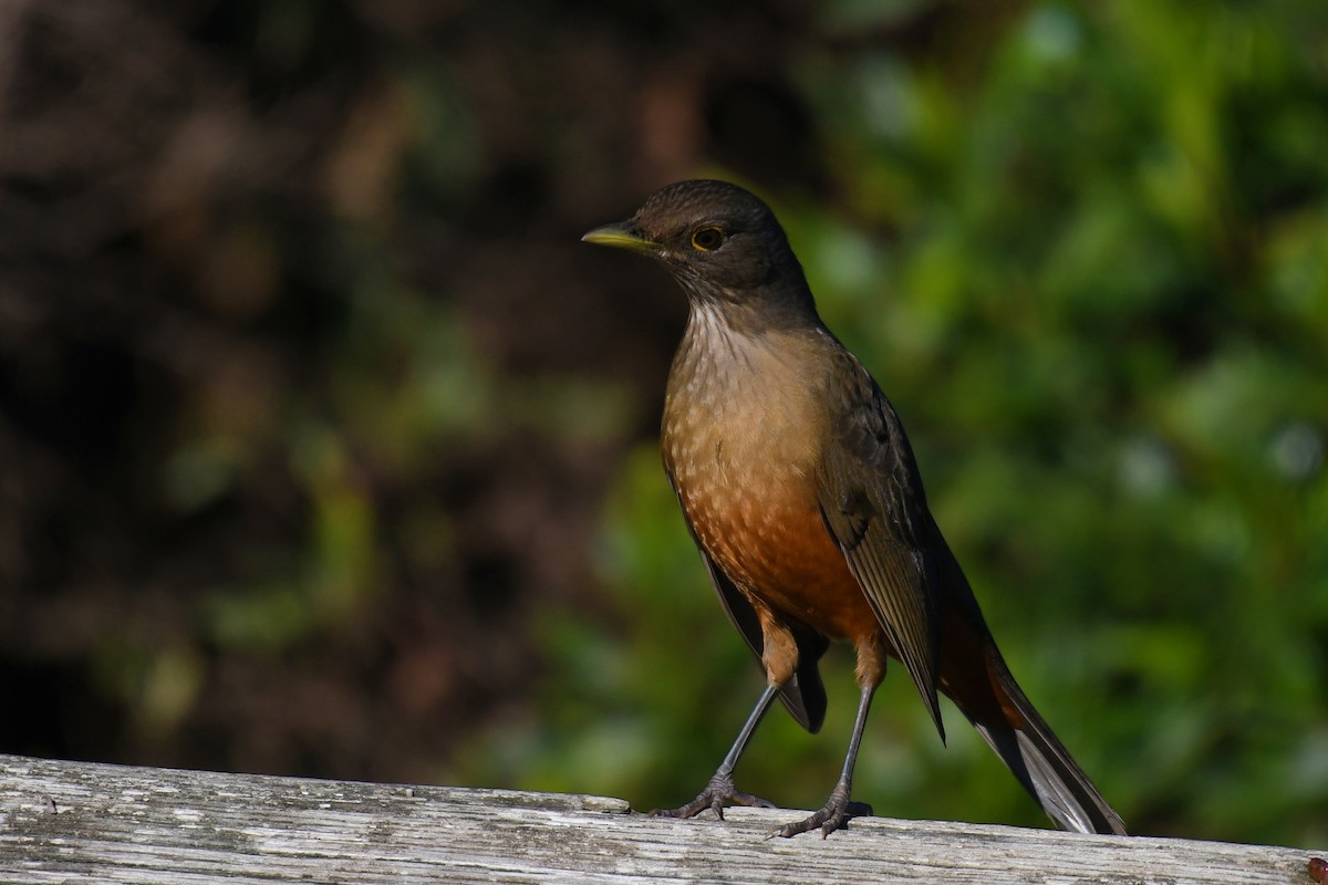 Rufous-bellied Thrush - ML638175398