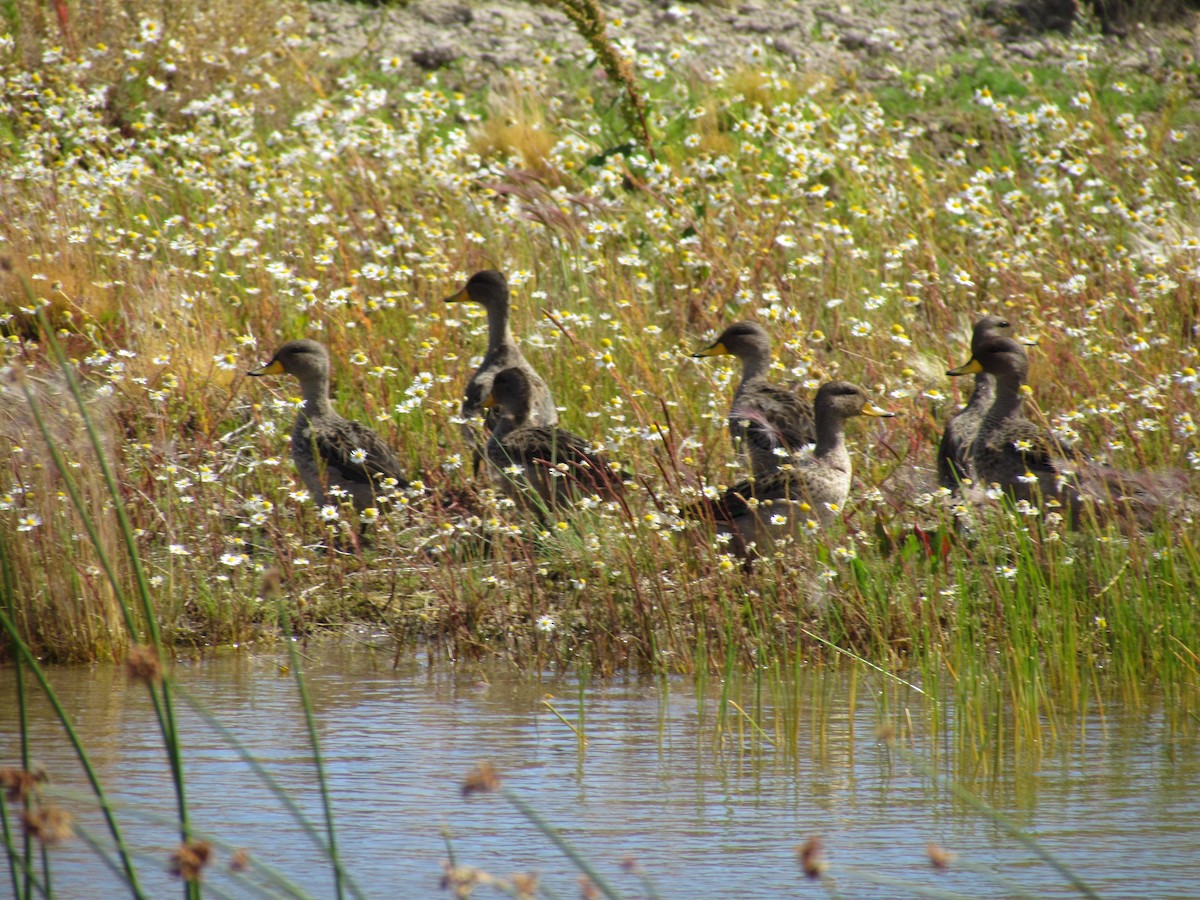 Yellow-billed Teal - ML638175404
