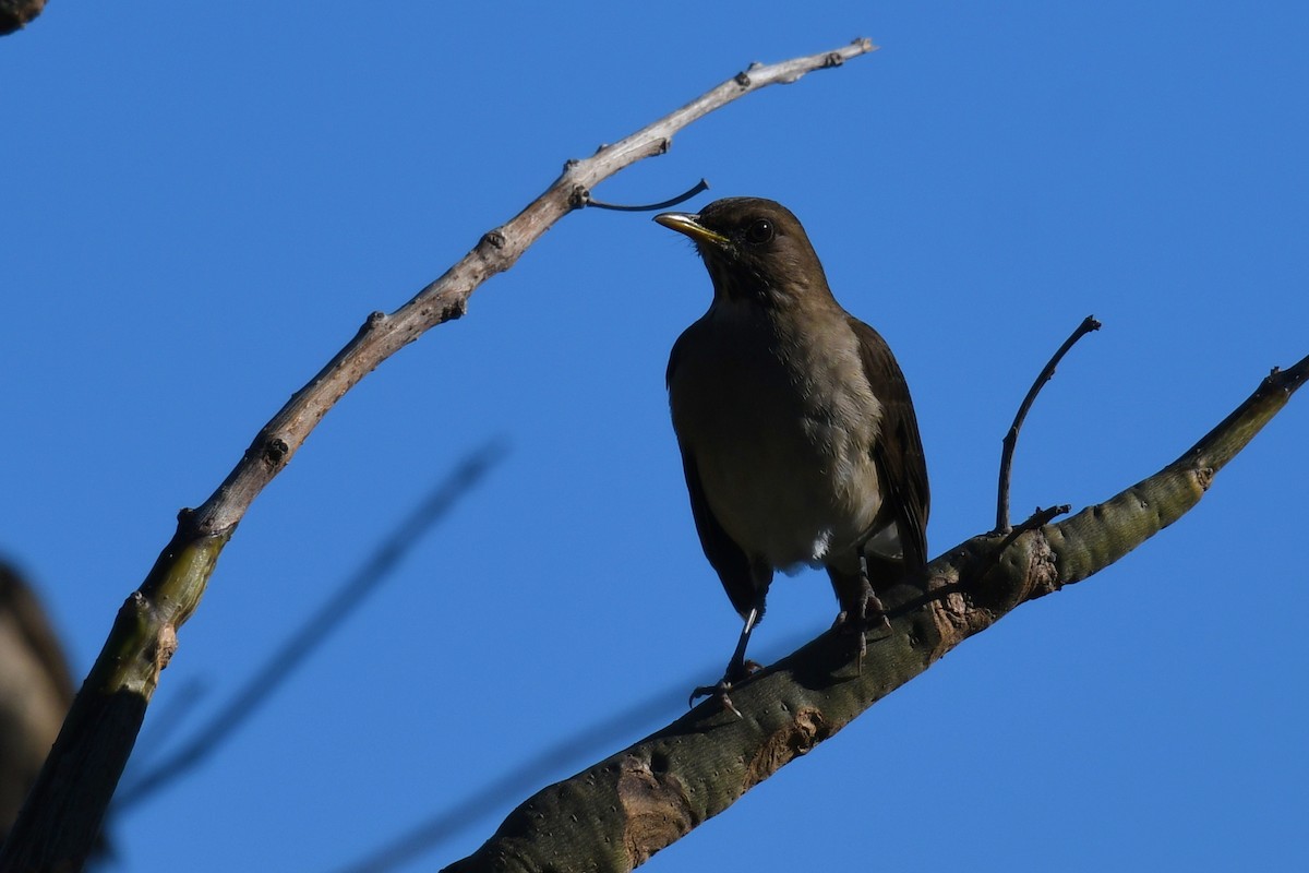 Creamy-bellied Thrush - ML638175410