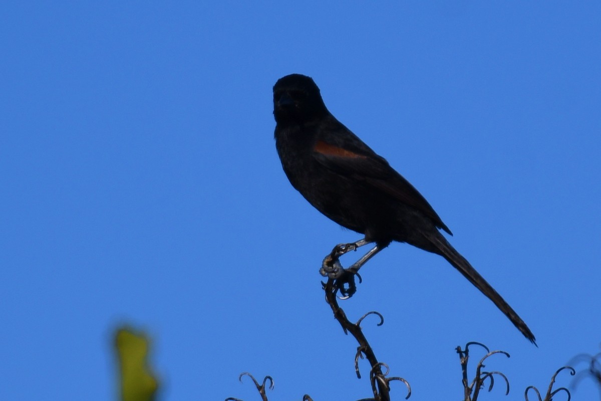 Variable Oriole - ML638175423