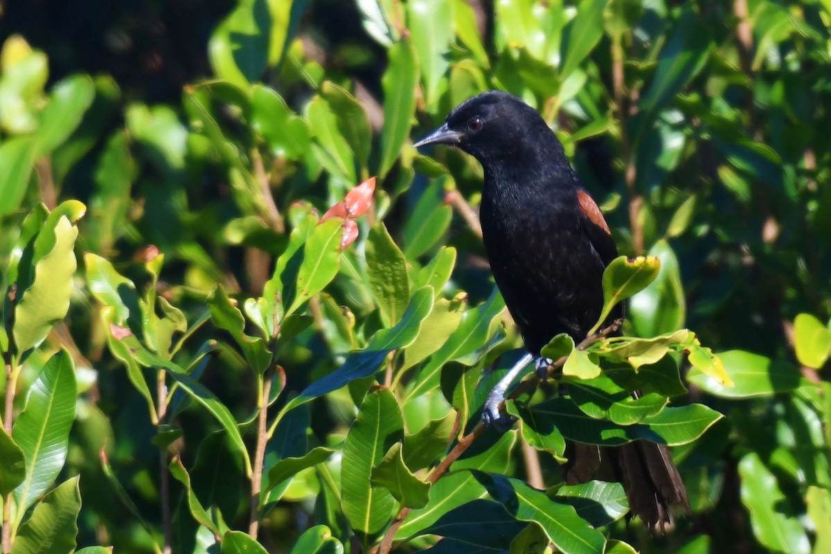 Variable Oriole - ML638175427