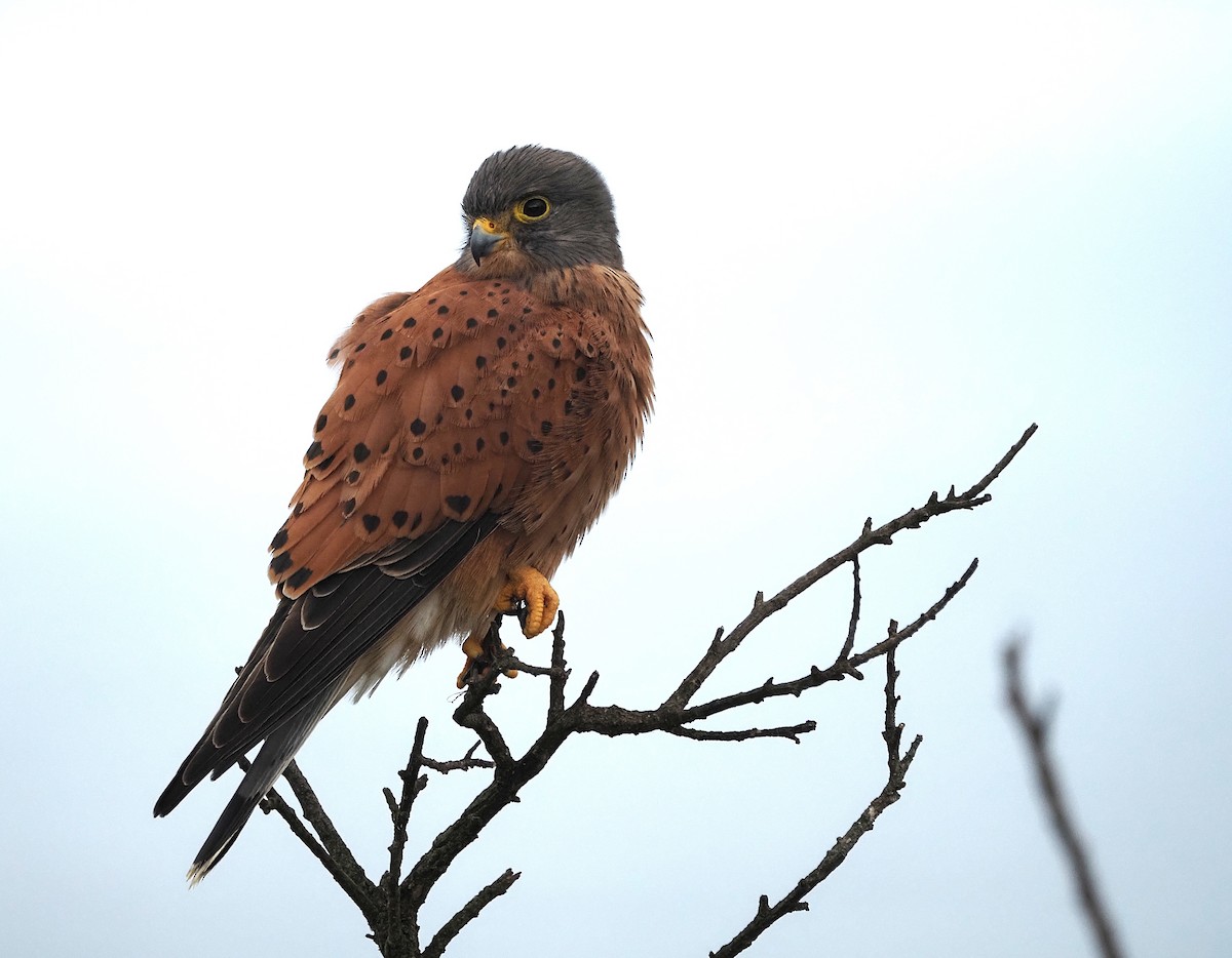 Rock Kestrel - ML638175446