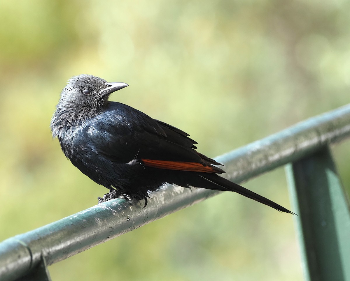 Red-winged Starling - ML638175447