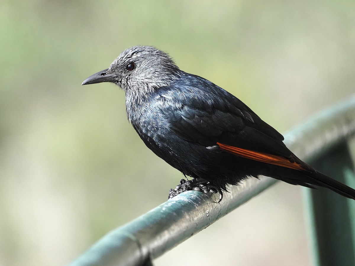 Red-winged Starling - ML638175451