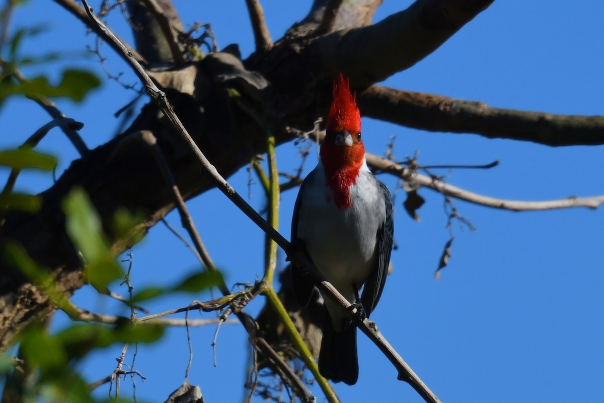 Red-crested Cardinal - ML638175471