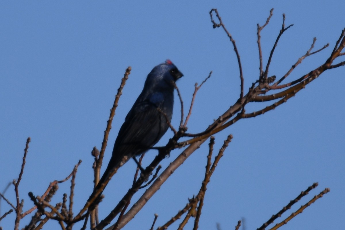 Diademed Tanager - ML638175476