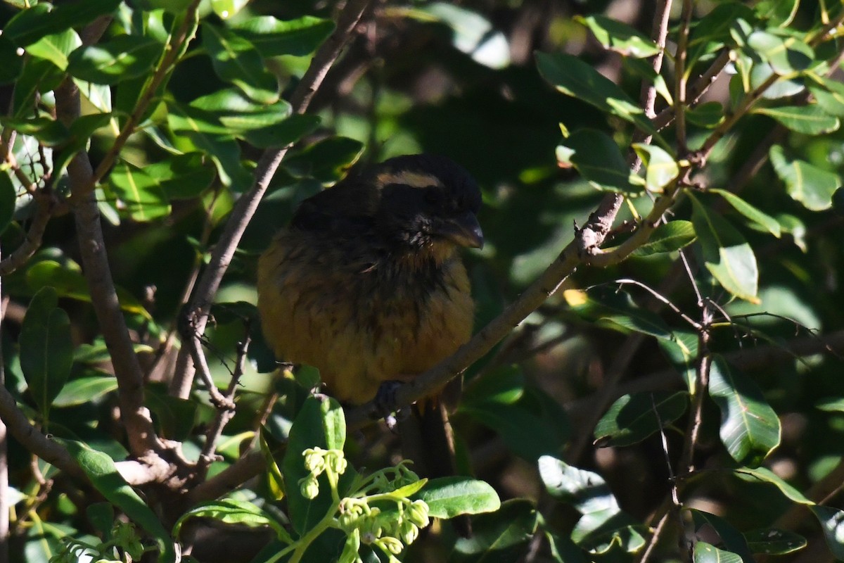 Golden-billed Saltator - ML638175503