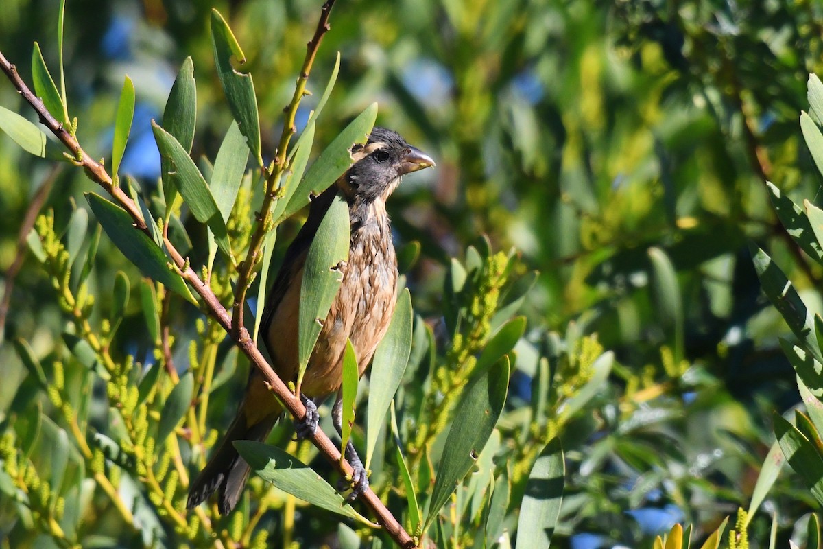Golden-billed Saltator - ML638175513