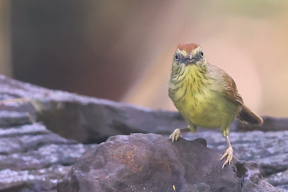 Pin-striped Tit-Babbler - ML638175531