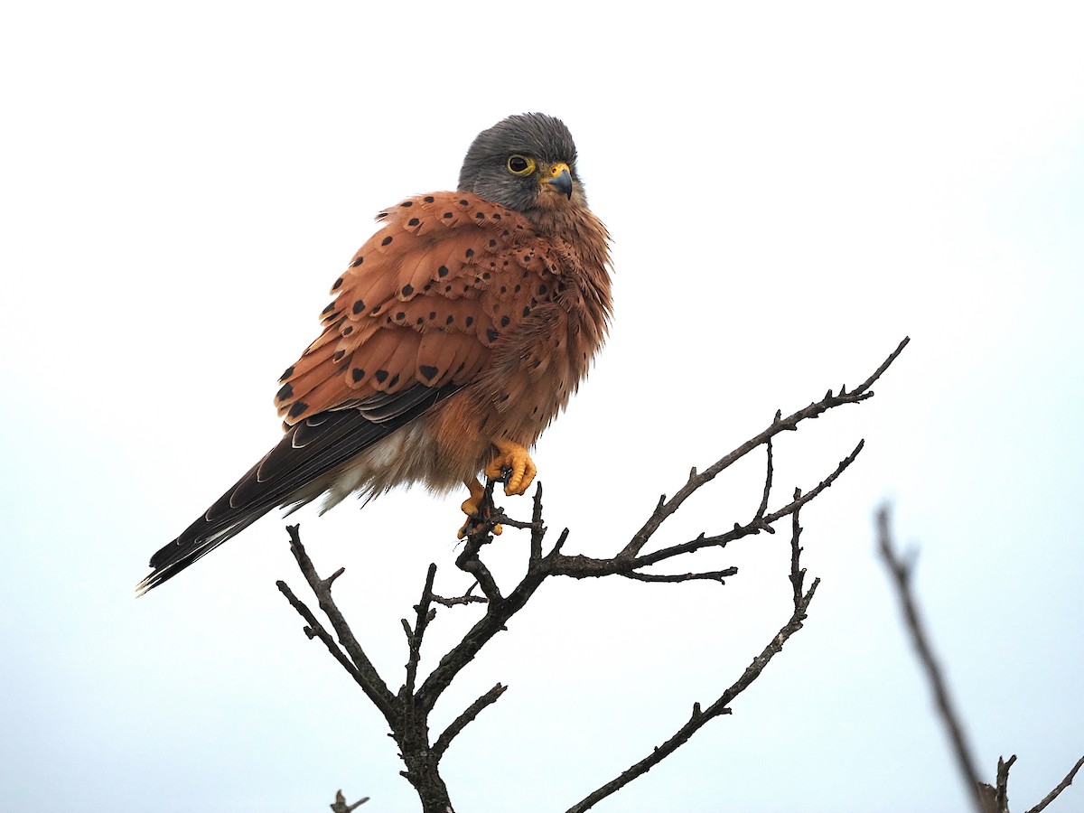 Rock Kestrel - ML638175533